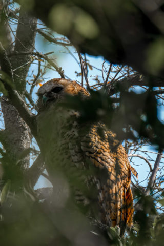 21.9.2019 - Xaro Lodge, Morning Walk - Pel's Fishing Owl