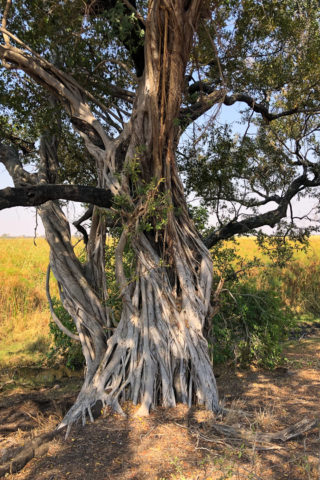 21.9.2019 - Xaro Lodge, Morning Walk