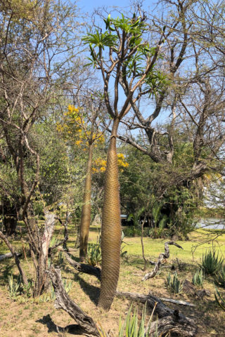 21.9.2019 - Xaro Lodge, Morning Walk - die namensgebende Xaro Palme