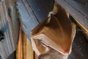 21.9.2019 - Xaro Lodge - Peter&#039;s Epauletted Fruit-bat