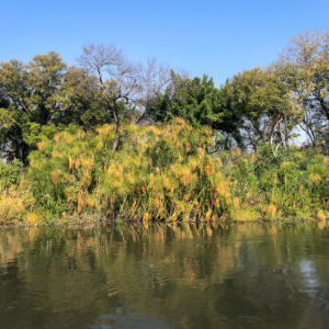 Afrika 2019 – Xaro Lodge, Birding Afrika 2019 – Xaro Lodge, Birding
