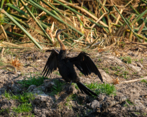 21.9.2019 - Xaro Lodge, Boat Tour - African Darter