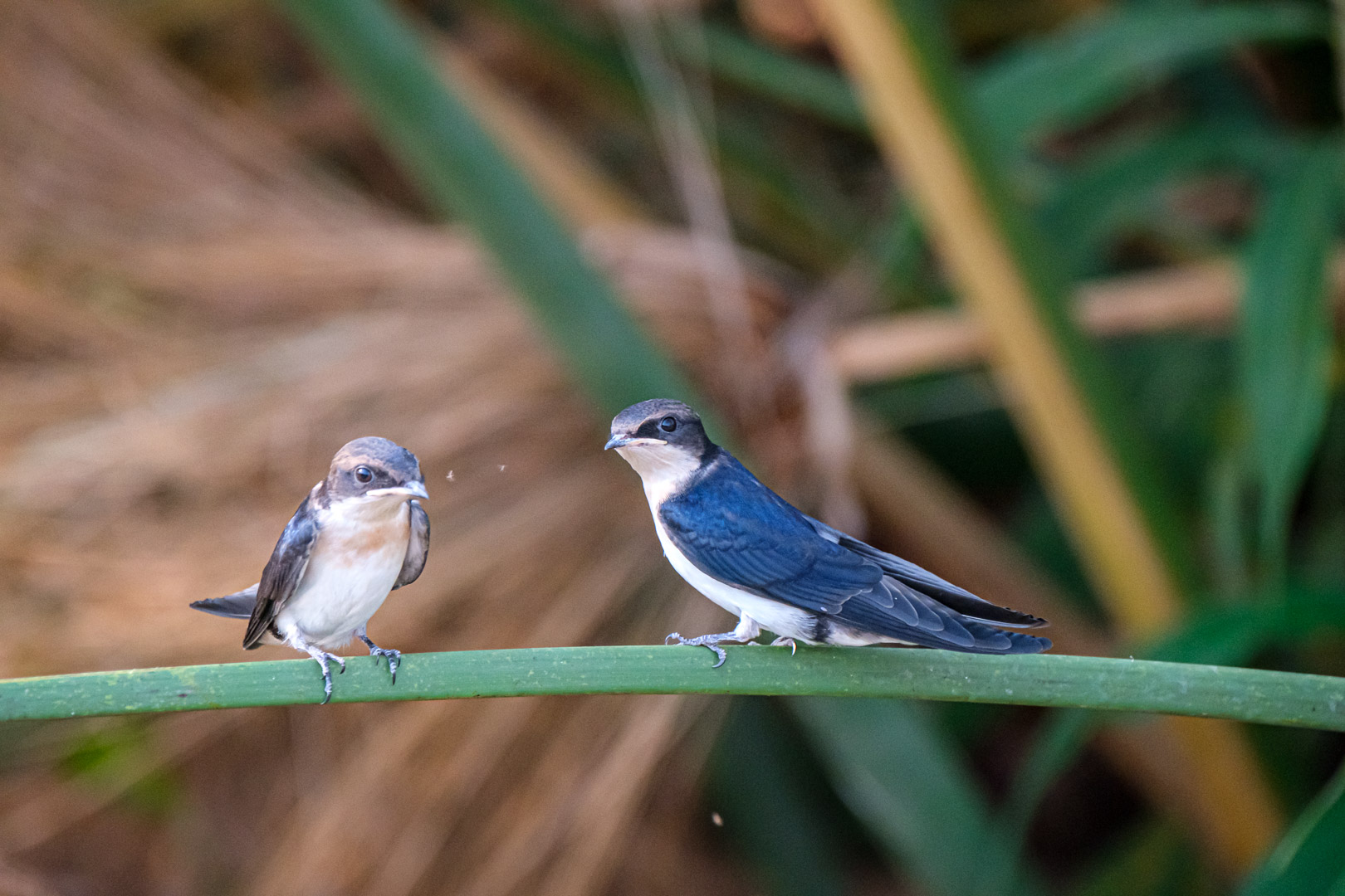 21.9.2019 - Xaro Lodge, Boat Tour - Wire-tailed Swallow