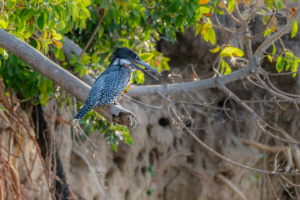 21.9.2019 - Xaro Lodge, Boat Tour - Giant Kingfisher