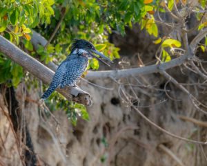 21.9.2019 - Xaro Lodge, Boat Tour - Giant Kingfisher