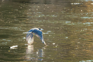 21.9.2019 - Xaro Lodge, Boat Tour - Giant Kingfisher