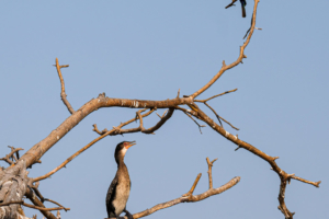 21.9.2019 - Xaro Lodge, Boat Tour - White-fronted Bee-eater, White-breasted Cormorant