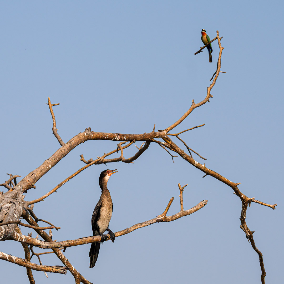 21.9.2019 - Xaro Lodge, Boat Tour - White-fronted Bee-eater, White-breasted Cormorant