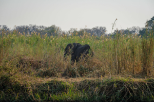 21.9.2019 - Xaro Lodge, Boat Tour