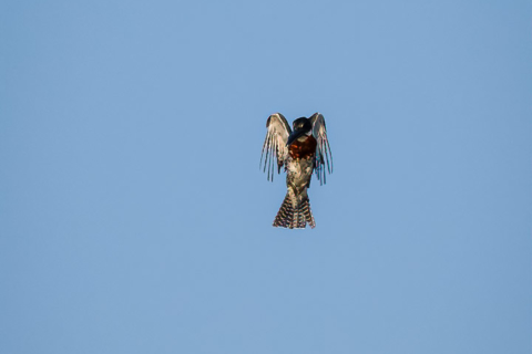 21.9.2019 - Xaro Lodge, Boat Tour - Giant Kingfisher