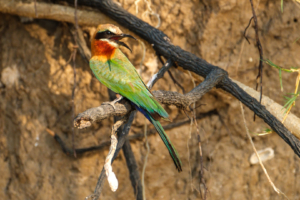 21.9.2019 - Xaro Lodge, Boat Tour - White-fronted Bee-eater