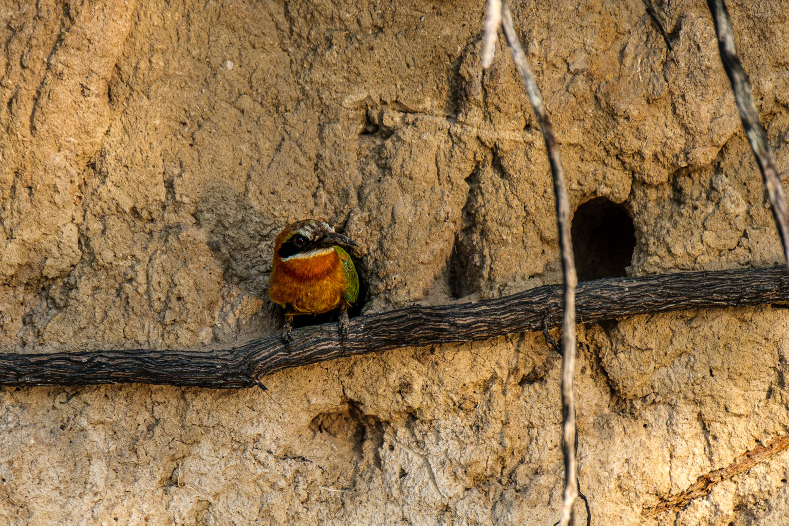 21.9.2019 - Xaro Lodge, Boat Tour - White-fronted Bee-eater