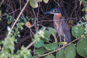 21.9.2019 - Xaro Lodge, Boat Tour - White-backed Night Heron