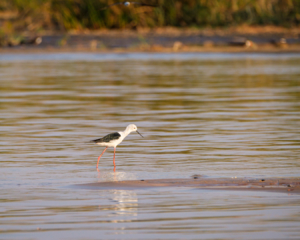 21.9.2019 - Xaro Lodge, Boat Tour - Black-winged Stilt