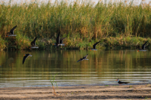 21.9.2019 - Xaro Lodge, Boat Tour - African Skimmer