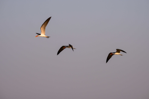 21.9.2019 - Xaro Lodge, Boat Tour - African Skimmer