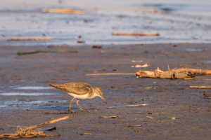 21.9.2019 - Xaro Lodge, Boat Tour - Common Greenshank