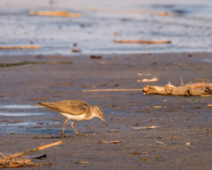 21.9.2019 - Xaro Lodge, Boat Tour - Common Greenshank