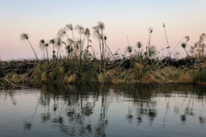 21.9.2019 - Xaro Lodge, Boat Tour - Papyrus