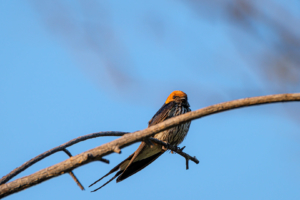 22.9.2019 - Xaro Lodge, Boottransfer - Lesser Striped Swallow