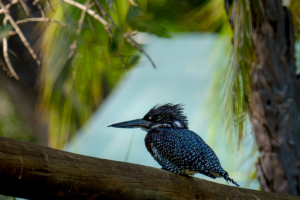 22.9.2019 - Xaro Lodge, Boottransfer - Giant Kingfisher