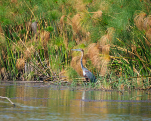 22.9.2019 - Xaro Lodge, Boottransfer - Purple Heron