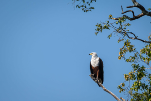 22.9.2019 - Xaro Lodge, Boottransfer - African Fish Eagle