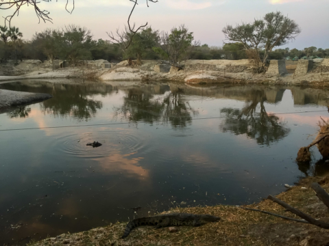 22.9.2019 - Old Bridge, Maun - &quot;Unsere&quot; Hippos und Crocs sind noch da :-)