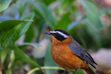 23.9.2019 - Old Bridge - White-browed Robin-Chat