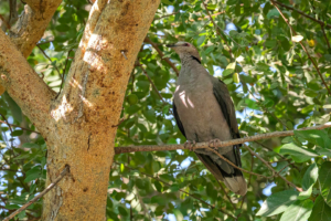 23.9.2019 - Old Bridge - Red-eyed Dove