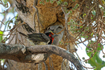 23.9.2019 - Old Bridge - Black-collared Barbet