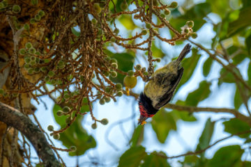 23.9.2019 - Old Bridge - Black-collared Barbet