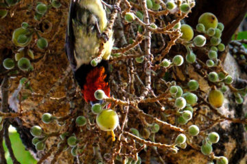 23.9.2019 - Old Bridge - Black-collared Barbet