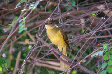 23.9.2019 - Old Bridge - Yellow-bellied Greenbul