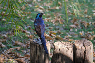 23.9.2019 - Old Bridge - Burchell's Starling