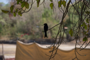 23.9.2019 - Old Bridge - Fork-tayled Drongo