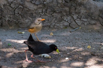 23.9.2019 - Old Bridge - Kurrichane Thrush und Black Crake