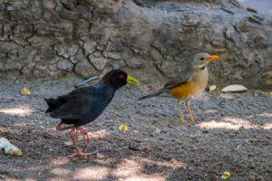 23.9.2019 - Old Bridge - Black Crake und Kurrichane Thrush