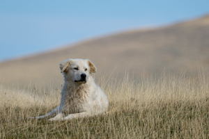 15.10.2019 - Pastore Abruzzese (Hirtenhunde)