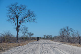 9.9.2019 - North Gate -> Mababe Gate - Road Block