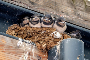 15.8.2018 - Vogelnest in Mon Perin (Bale)