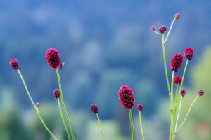 19.7.2020 - Abendspaziergang im Moos; Großer Wiesenknopf