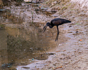 30.8.2019 - Das &quot;Old Bridge&quot; in Maun - Open-billed Stork