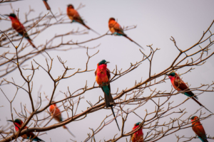 15.9.2019 - Carmine Bee-eater Colony