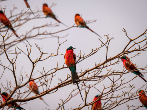 15.9.2019 - Carmine Bee-eater Colony