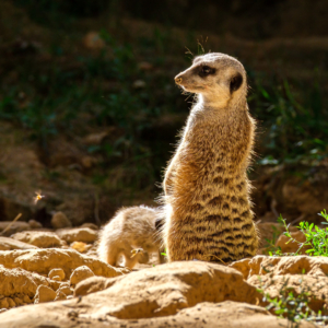 2020-08 Kölner Zoo 2020-08 Kölner Zoo