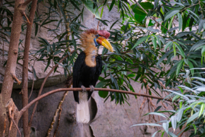 22.8.2020 - Kölner Zoo, Helmhornvogel m, (Knobbed Hornbill)