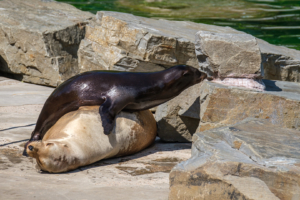 22.8.2020 - Kölner Zoo, Seelöwe