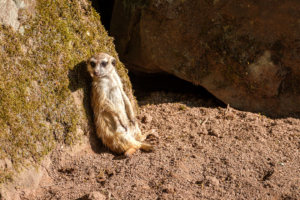 8.5.2020 - Aachener Tierpark: Erdmännchen