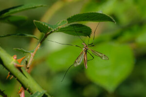 17.5.2020 - Abbenroth, Tipula-Schnake